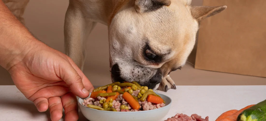 Best protein for dogs clearance