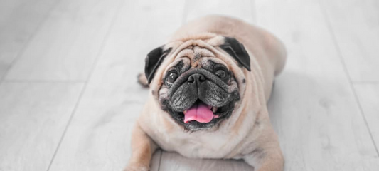 Is your Dog Overweight? 5 Effective Ways to Help your Overweight Dog Lose Weight