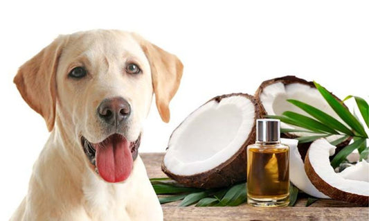 The Power of Nature: Unveiling the Top Oils for Dogs' Skin and Health