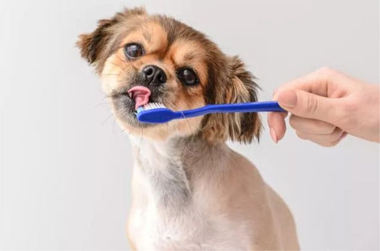 Is Toothpaste Bad For Dogs?