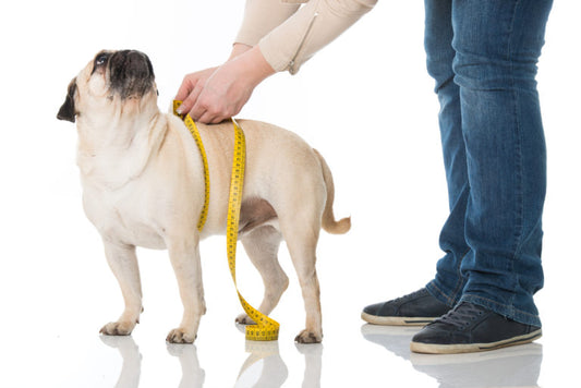 9 Effective Ways to Reduce Weight in Dogs