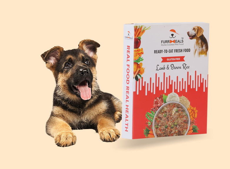 Fresh healthy outlet dog food